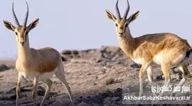 بمباران خارگ؛ تهدید جدی برای یکی از مهم‌ترین زیستگاه‌های آهوی ایرانی