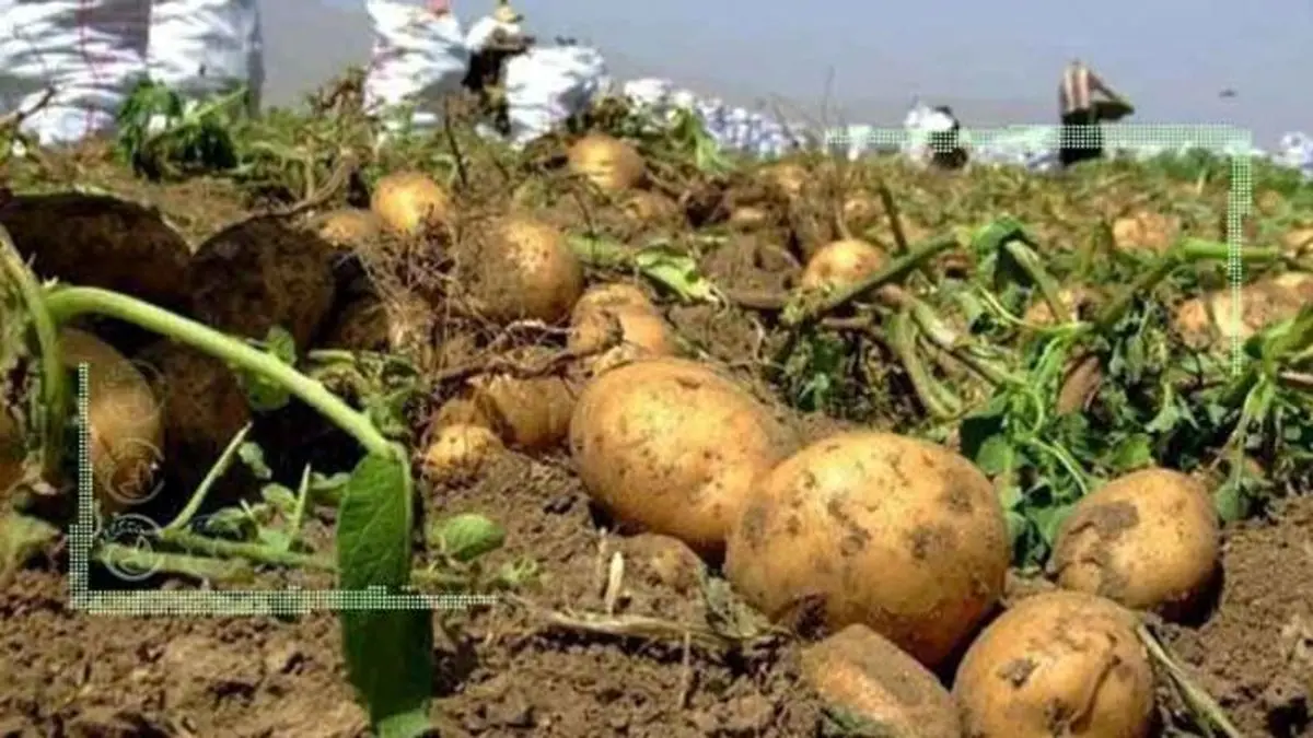 صدور 7 هزار تن سیب زمینی از استان اردبیل