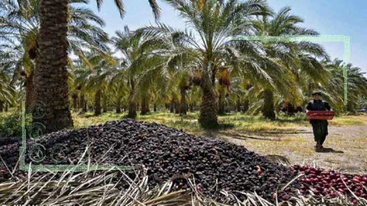 آفت در نخلستان بم آفت