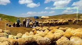 قرارداد وزارت جهاد کشاورزی با عشایر برای تولید گوشت