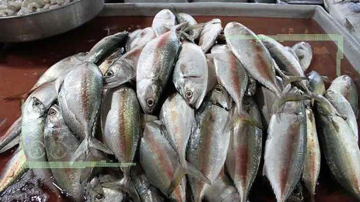 قیمت انواع ماهی ۲۷ آبان ۱۴۰۲