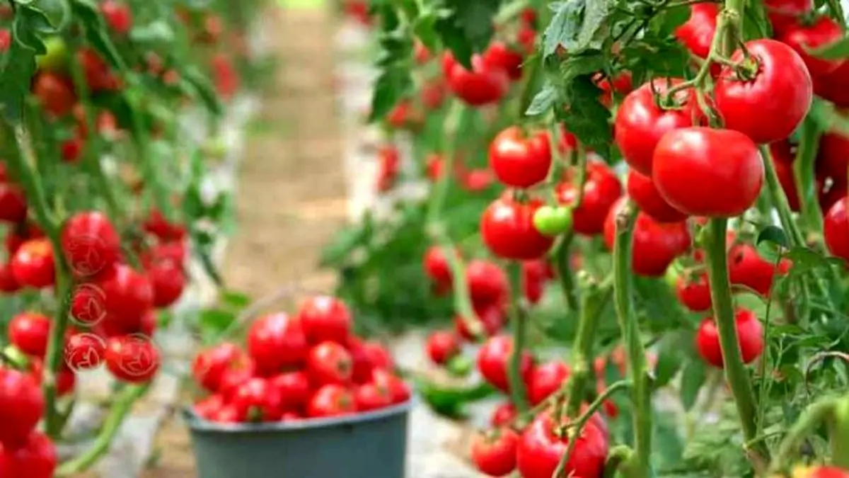 چرایی افزایش قیمت گوجه فرنگی
