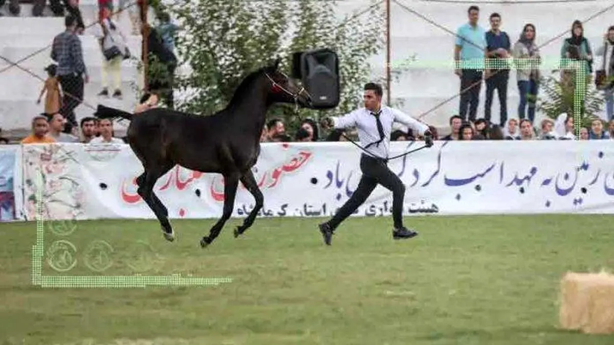 ادای دین به اسب ایرانی