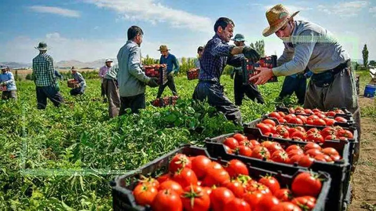 ممنوعیت صادرات گوجه فرنگی آن را گران‌تر کرد