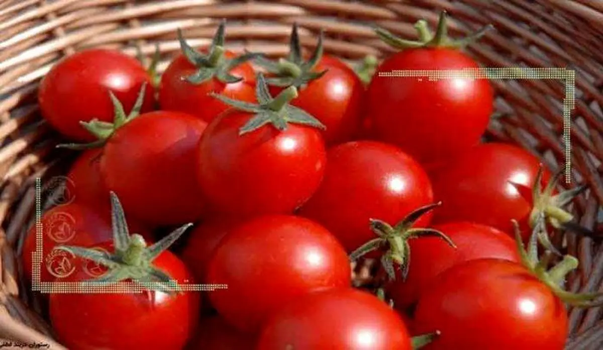 افزایش برداشت ‌گوجه‌ فرنگی در کشور