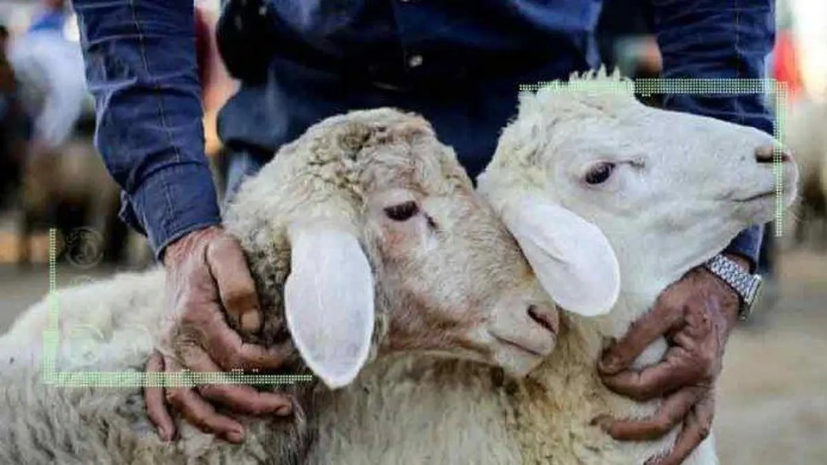 گوسفند زنده ۱۶۰ درصد گران شد