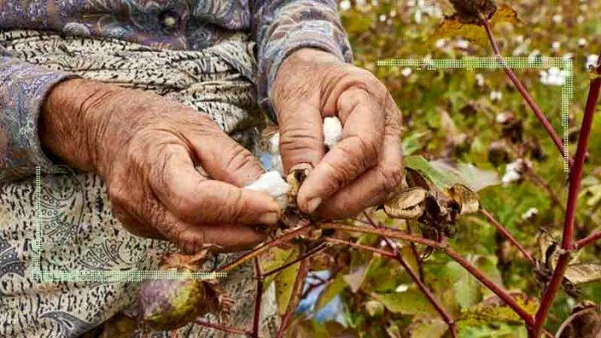 خودکفایی پنبه ظرف ۵ سال شدنی است