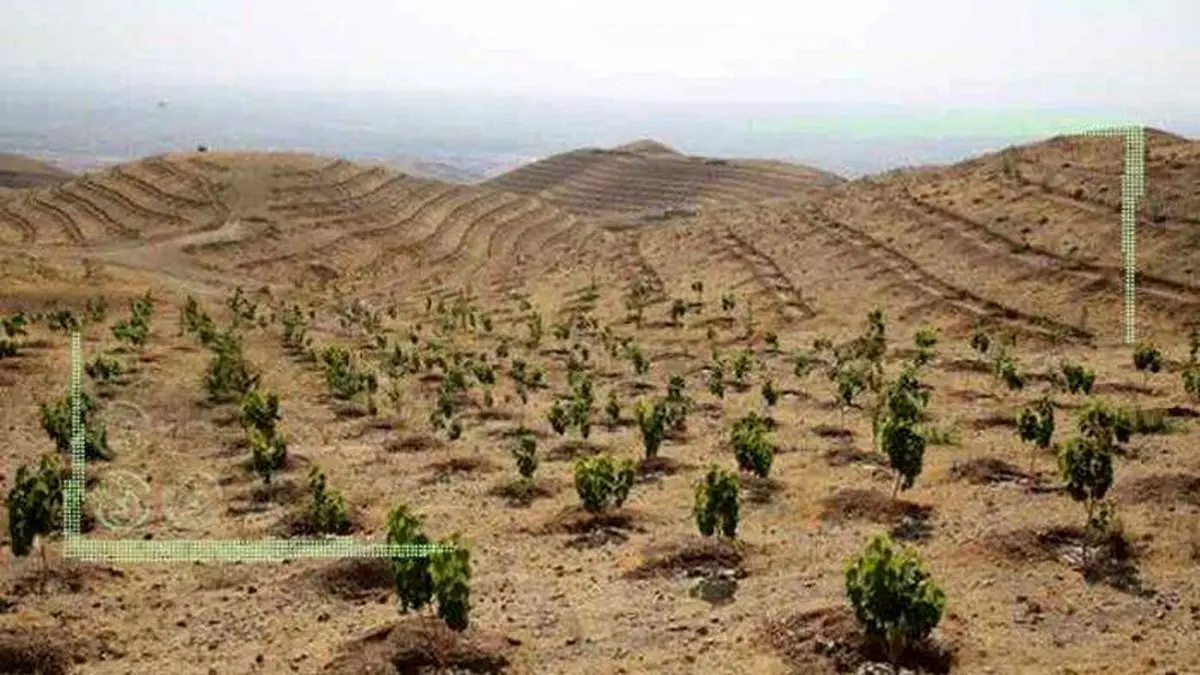 کاشت یک میلیارد درخت در گرو مدیریت آب