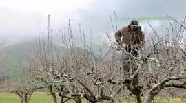 اصول هرس زمستانی درخت‌های میوه