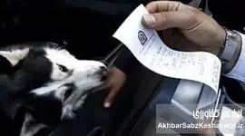 ممنوعیت سگ‌ گردانی؛ تصمیمات رعدآسا یا درک واقعیت اجتماعی؟