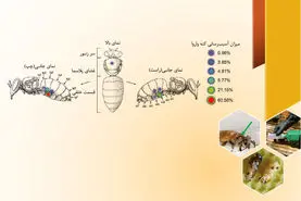 چگونگی مصرف کنه‌کش‌ها در کندوها

