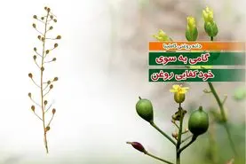 دانه روغنی کاملینا گامی به سوی خودکفایی روغن

