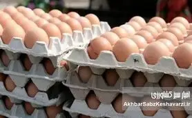 چرا تخم‌مرغ ۲۵۰ هزار تومانی شد؟ ریشه جهش ۶۰ درصدی قیمت و شکاف مصوب تا مصرف در بازار نهاده و توزیع