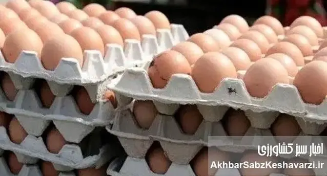 چرا تخم‌مرغ ۲۵۰ هزار تومانی شد؟ ریشه جهش ۶۰ درصدی قیمت و شکاف مصوب تا مصرف در بازار نهاده و توزیع