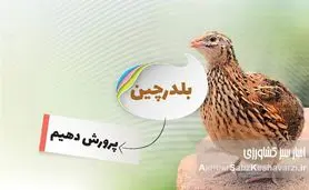 درآمد پرورش بلدرچین؛ یک فرصت شغلی واقعی با سرمایه کم؟