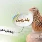 درآمد پرورش بلدرچین؛ یک فرصت شغلی واقعی با سرمایه کم؟