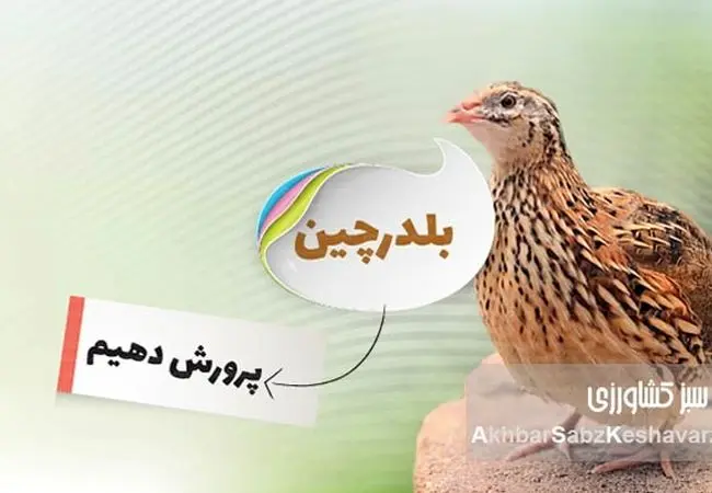 درآمد پرورش بلدرچین؛ یک فرصت شغلی واقعی با سرمایه کم؟