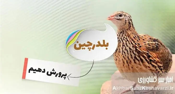 درآمد پرورش بلدرچین؛ یک فرصت شغلی واقعی با سرمایه کم؟