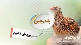 درآمد پرورش بلدرچین؛ یک فرصت شغلی واقعی با سرمایه کم؟