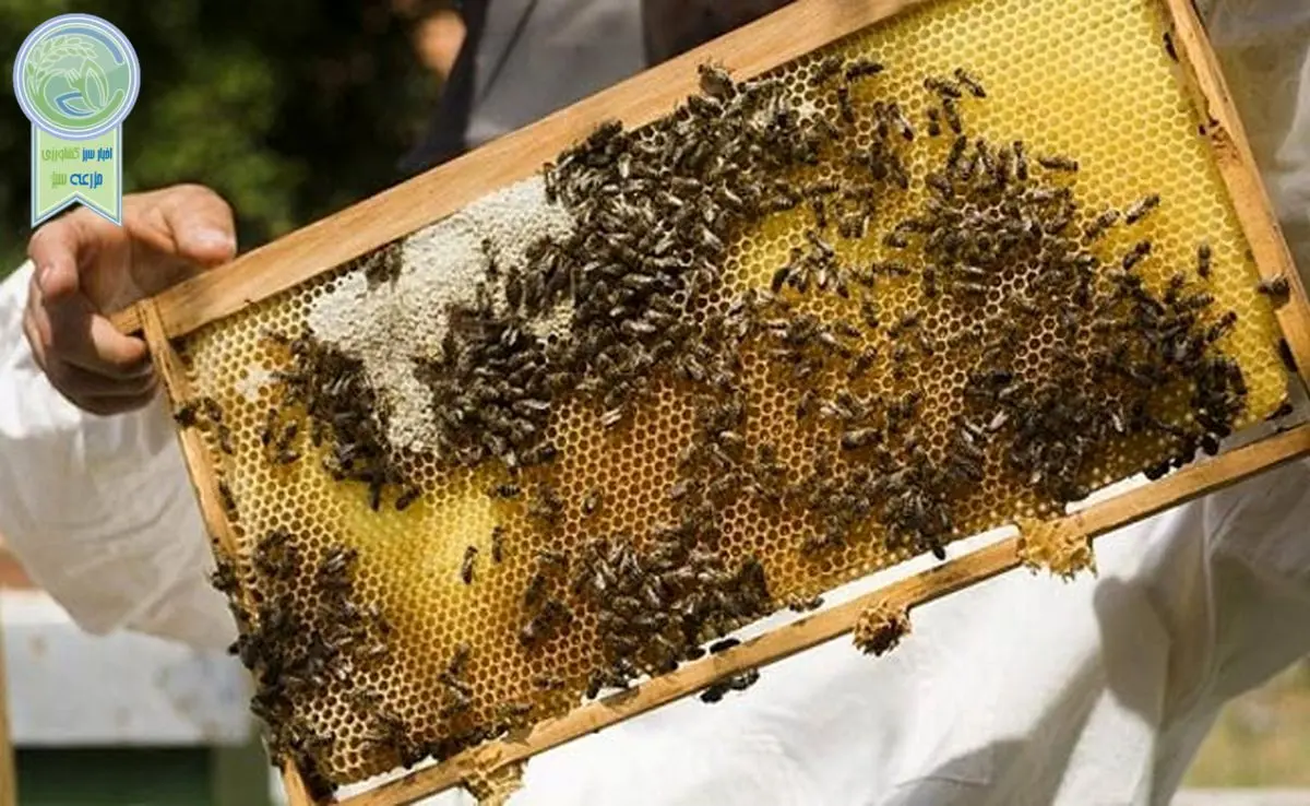 محصولات زنبور عسل معاف از پرداخت مالیات بر ارزش افزوده شد

