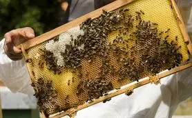 محصولات زنبور عسل معاف از پرداخت مالیات بر ارزش افزوده شد

