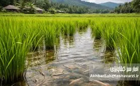 الگوی تلفیق هوشمند آبزی‌پروری، کشاورزی و دامپروری؛ فراتر از یک روش تولید+جدول