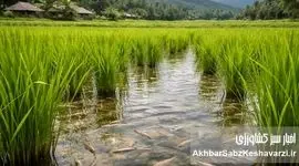 الگوی تلفیق هوشمند آبزی‌پروری، کشاورزی و دامپروری؛ فراتر از یک روش تولید+جدول