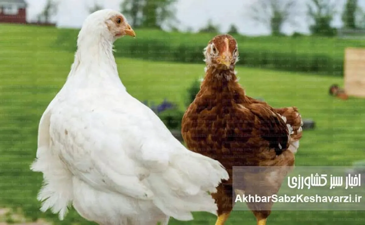 پایداری صنعت مرغداری؛ چگونه؟
