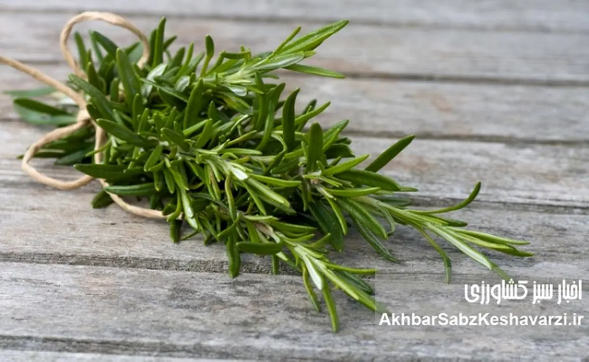 ۷ مکمل طبیعی که در هوای سرد عملکرد مغز را تقویت می‌کنند