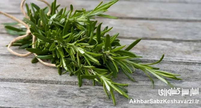 ۷ مکمل طبیعی که در هوای سرد عملکرد مغز را تقویت می‌کنند