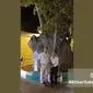 روایت سبز محلات؛ چنارهایی که نفس شهرند+ ویدئو