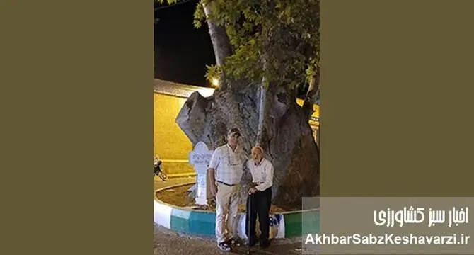 روایت سبز محلات؛ چنارهایی که نفس شهرند+ ویدئو