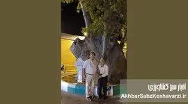 روایت سبز محلات؛ چنارهایی که نفس شهرند+ ویدئو