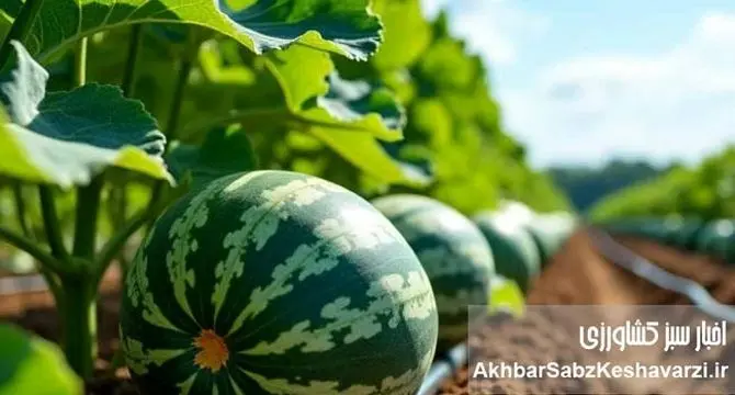 فروش آب به کشورهای همسایه: یارانه‌های پنهان ایرانی، هدیه به همسایگان!