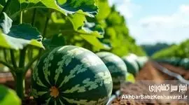 فروش آب به کشورهای همسایه: یارانه‌های پنهان ایرانی، هدیه به همسایگان!