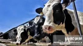 تب برفکی یا بهانه تب برفکی؟ روایت رسمی از خسارت ۲ درصدی و واقعیت گرانی ۱۰۰ درصدی لبنیات