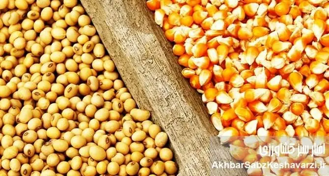 بازار نهاده‌ها در پیچ بزرگ؛ شفافیت یا شکل تازه‌ای از رانت؟