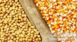 بازار نهاده‌ها در پیچ بزرگ؛ شفافیت یا شکل تازه‌ای از رانت؟