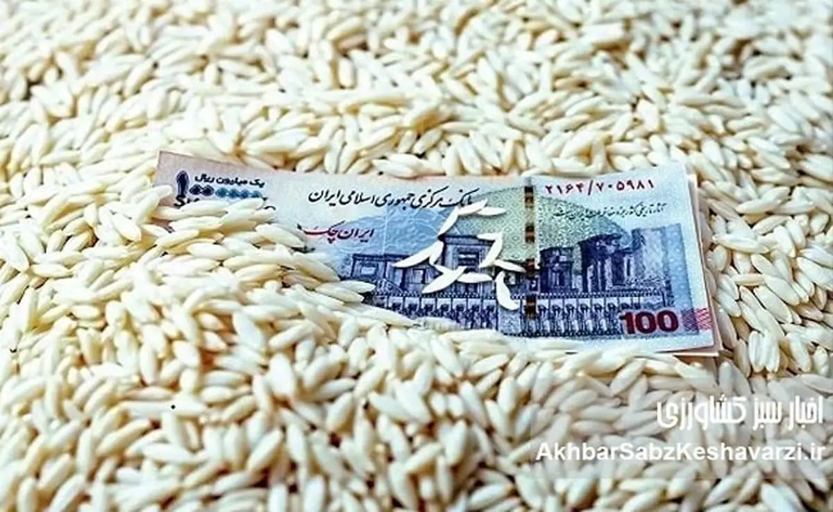 برنج ایرانی زیر فشار تورم ۱۵۵ درصدی؛ پرونده‌ای از بحران قیمت و ناکارآمدی سیاست‌ها
