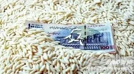 برنج ایرانی زیر فشار تورم ۱۵۵ درصدی؛ پرونده‌ای از بحران قیمت و ناکارآمدی سیاست‌ها