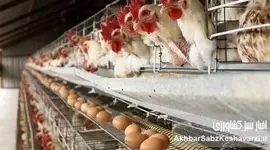 بحران قیمت تخم مرغ در مرغداری‌ها: مرگ تدریجی تولید در راه است؟