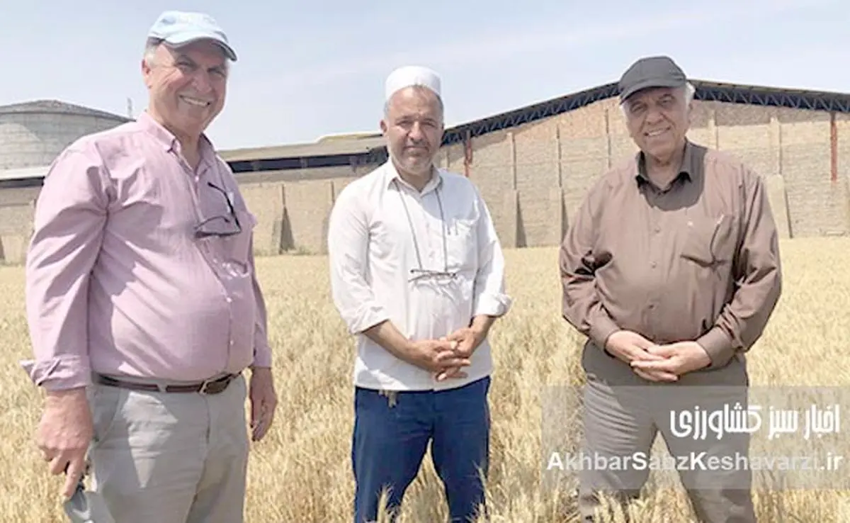 حفظ بقایای گیاهی اراضی دیم گلستان: معجزهای برای خاک تشنه و کلید افزایش تولید+ ویدئو