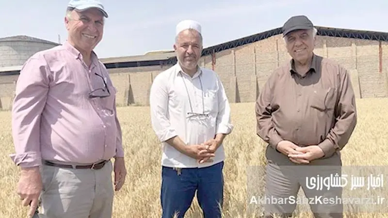 حفظ بقایای گیاهی اراضی دیم گلستان: معجزه‌ای برای خاک تشنه و کلید افزایش تولید+ ویدئو