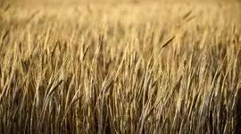 ۱۲۰ تن گندم از گندم‌زارهای تهران برداشت شد

