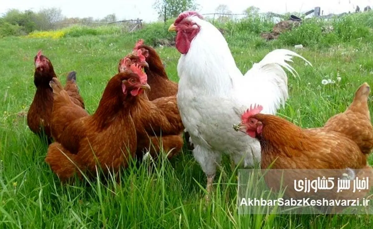 نژادهای بومی دام و طیور ایران، کلید خودکفایی پروتئین و اقتصاد مقاومتی!