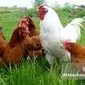 نژادهای بومی دام و طیور ایران، کلید خودکفایی پروتئین و اقتصاد مقاومتی!