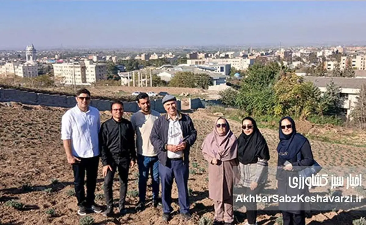 روایت طرح دکتر خراسانی‌نژاد برای کشت دیم اسطوخودوس عمود بر شیب و مبتنی بر آب سبز+ ویدئو