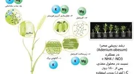 تأثیر پتاس بر رشد گیاهان

