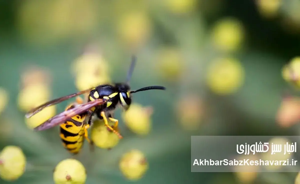اگر زنبورها ناپدید شوند، کشاورزی فرو می‌ریزد