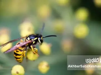 اگر زنبورها ناپدید شوند، کشاورزی فرو می‌ریزد